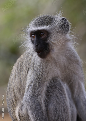 Poster wild velvet monkey in Kruger National Park, South Africa.