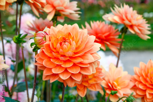 dahlia-pomaranczowi-kwiaty-w-punktu-nieposluszenstwa-parku-w-ta