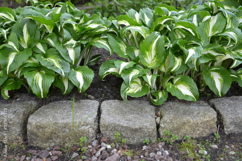 Poster Khosta (Funkiya) wavy (Hosta undulata (Otto et Dietr. (Bailey)),