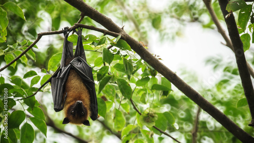 Bat hanging upside down on the tree. | Buy Photos | AP Images | DetailView