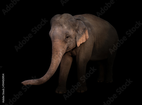 Obraz na płótnie male asia elephant in the dark