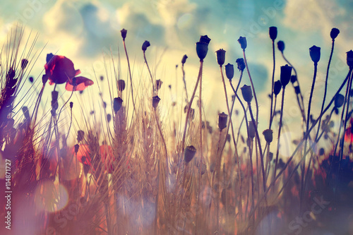 Wheat field and poppies