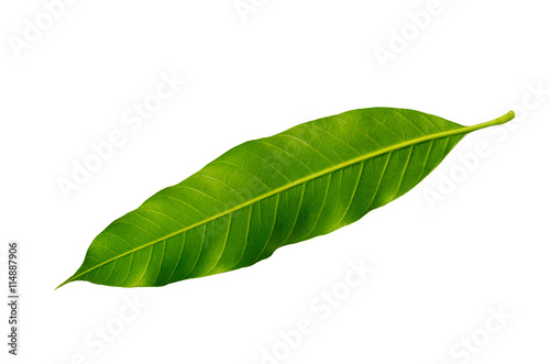 Close-up back mangoes leaves isolated on white background.