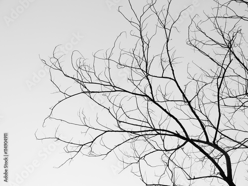 Fototapeta Branch of dead tree