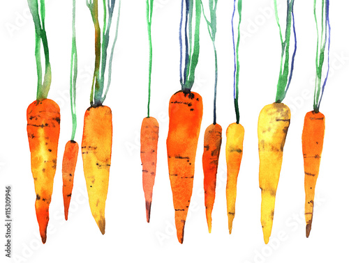 Zdjęcia watercolor hand painted carrot