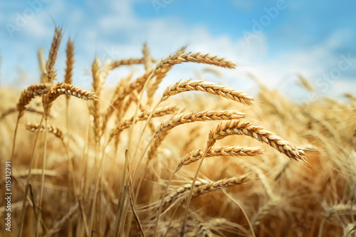 Golden cornfield in sunny day