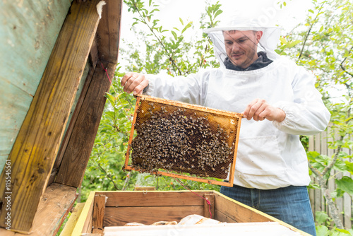 Poster Amature beekeeper inspecting pulled frame from a beehive at a private apiary
