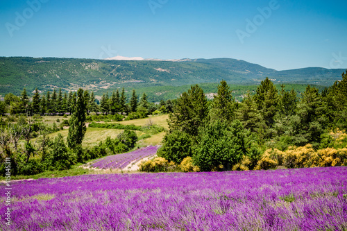 pola-lawendy-i-mont-ventoux-na-drodze-do-sault