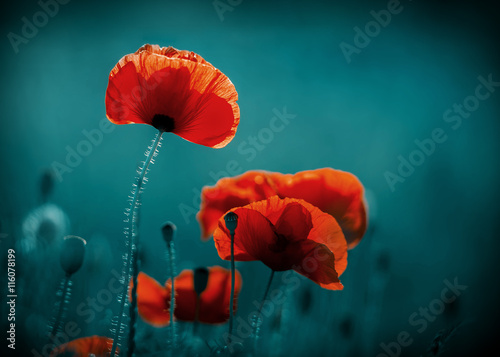 Amazing poppy field . Summer flowers .