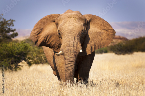 Poster Elephant in the savannah, in Namibia, Africa, concept for traveling in Africa an