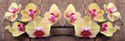 Orchidea phalaenopsis
