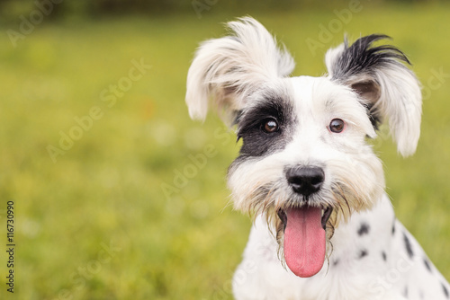Poster Black and White Schnauzer / Dalmatian dog with the tongue out