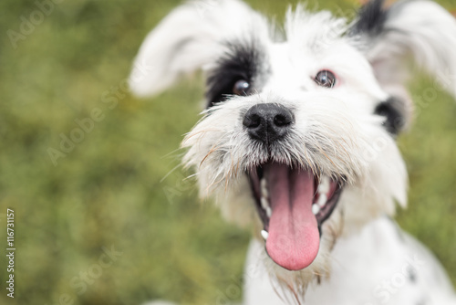 Poster Black and White Schnauzer / Dalmatian dog with the tongue out