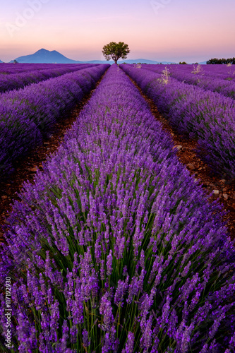 Tree in lavender field at sunset in Provence, France