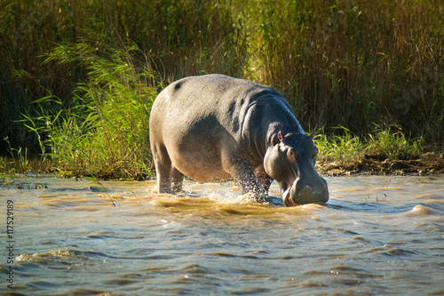 Obraz na płótnie Hippo at the iSimangaliso-Wetland-Park; South Africa