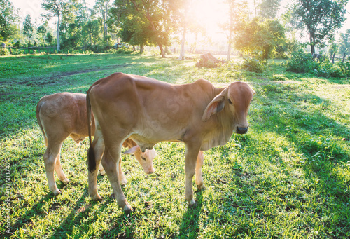 Poster Young calf on grass in the garden with morning light, selective focus