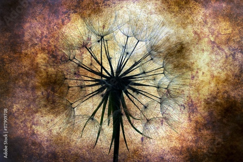 dandelion-przeciw-grunge-tlu