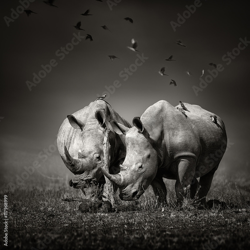 Obraz na płótnie Two Rhinoceros with birds in BW