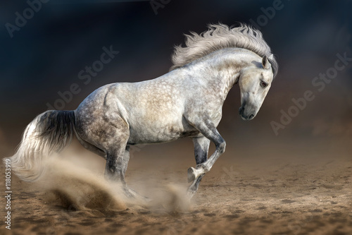 Obraz Fotograficzny Grey andalusian horse in motion at dramatic background