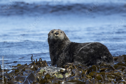 Poster sea otter sitting on rocks shoreline summer day