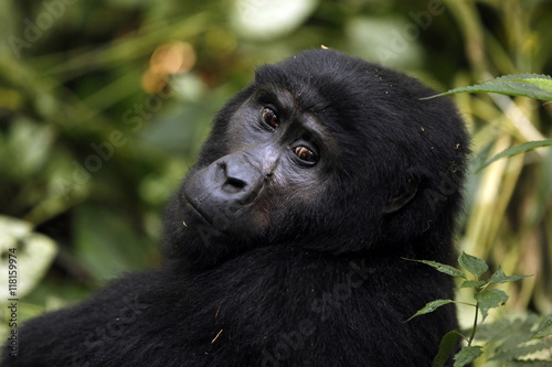 Poster Mountain Gorilla (Gorilla beringei beringei) in Bwindi Impenetrable National Par