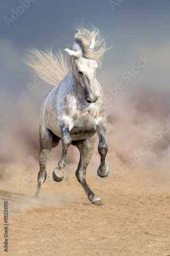 Obraz na płótnie Beautiful grey horse with long mane in dust 
