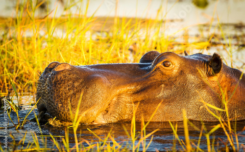 Obraz na płótnie Hippopotamus Chobe River