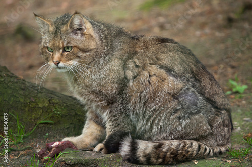 Poster European wildcat (Felis silvestris silvestris).