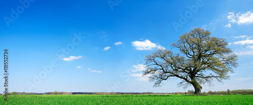 ladnie-ksztaltujacy-debowy-drzewo-na-lace-w-wiosna-krajobrazie-pod-niebieskim-niebem-z-chmurami