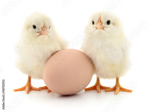 Two chickens and egg Poster