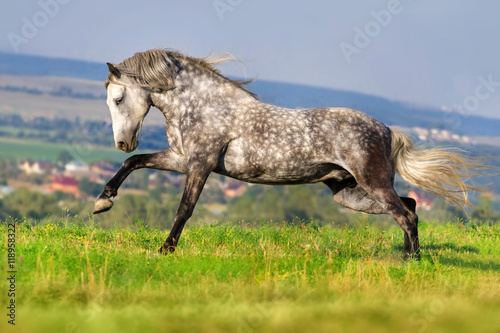 Beautiful grey andalusian horse with long mane run gallop against mountain view Poster