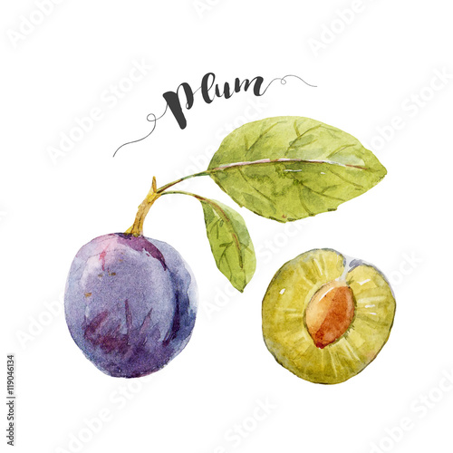 Zdjęcia Watercolor hand drawn plum