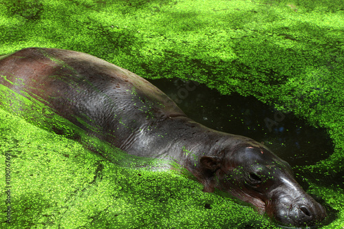 Obraz na płótnie Pygmy hippopotamus in zoo