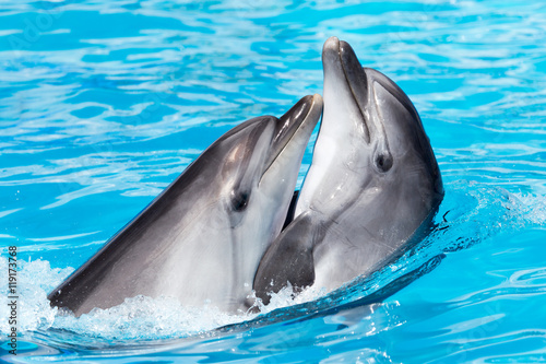 two dolphins dancing in the pool Poster