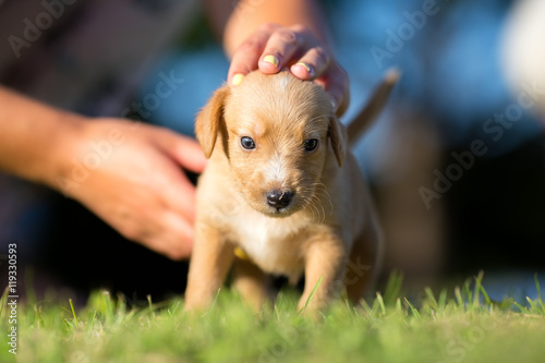 Adopt a dog - Small yellow adopted pet in new garden