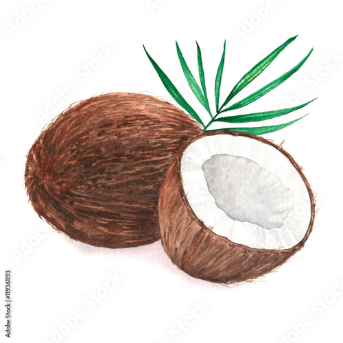 Zdjęcia Hand drawn watercolor illustration of isolated coconut on the white background