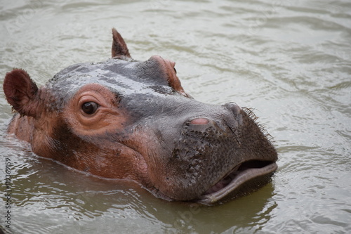 Obraz na płótnie hippopotame, hippopotamus