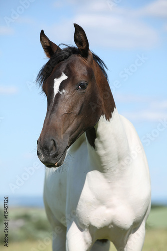 Portrait of nice paint horse in summer Poster