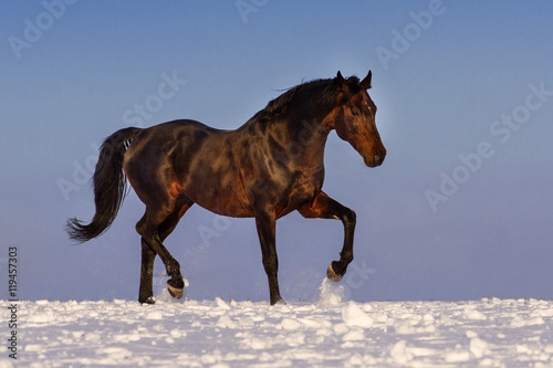 Obraz na płótnie Bay stallion trotting in snow against blue sky