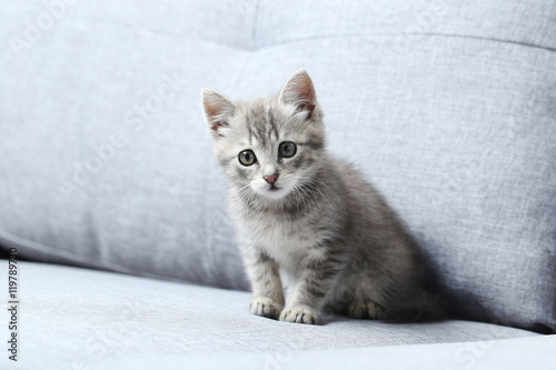 Obraz na płótnie Beautiful little cat on a grey sofa