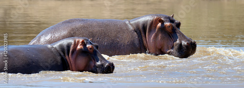 Obraz na płótnie Hippo on lake in Africa