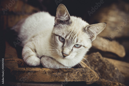 Gray-white cat near the house Poster
