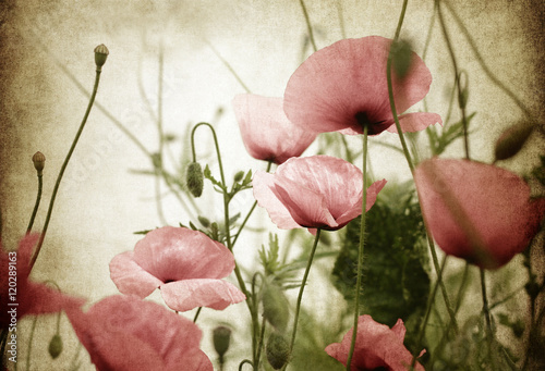 mohnblumen alt papier