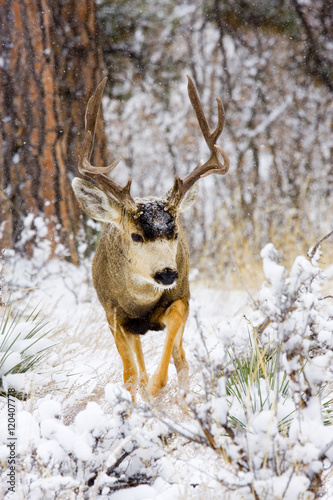 Snowstorm Deer Poster