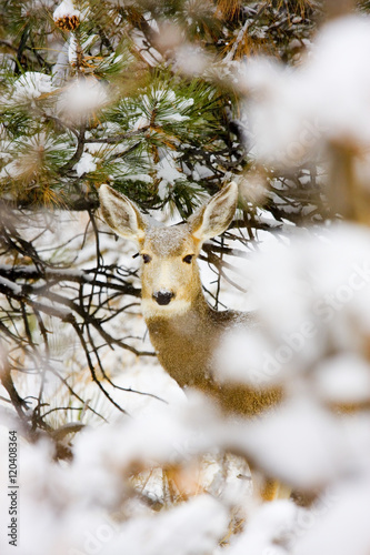 Snowstorm Deer Poster