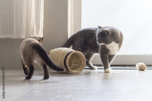 Siamese cat and shorthair cat Poster