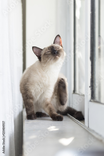 The cute Siamese cat Poster