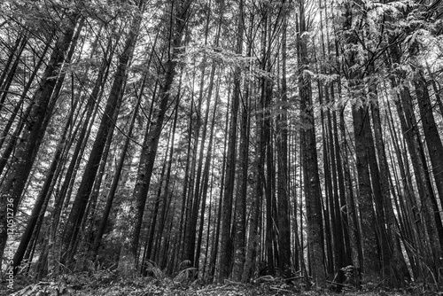 Trees in a Forest, Pacific Rim National Park Reserve, Vancouver Poster