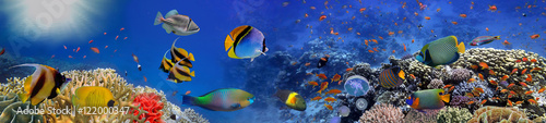 Fototapeta Sea corals. Panorama