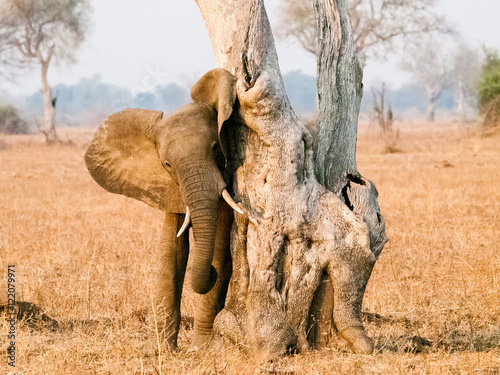 Obraz na płótnie African Elephant
